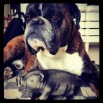 Pulled pork? Inte på boxerns skift.