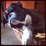 Boxern. Som boxern vill vara.